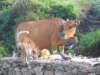 picture071jpg_small.jpg