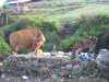picture072jpg_small.jpg