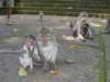 picture128jpg_small.jpg