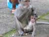 picture132jpg_small.jpg